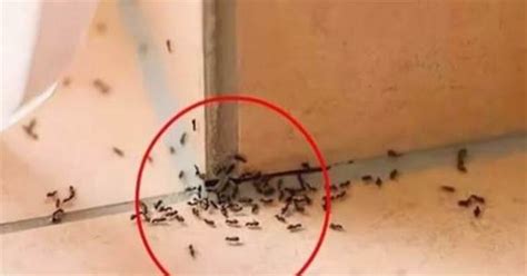 家裡突然出現很多小螞蟻